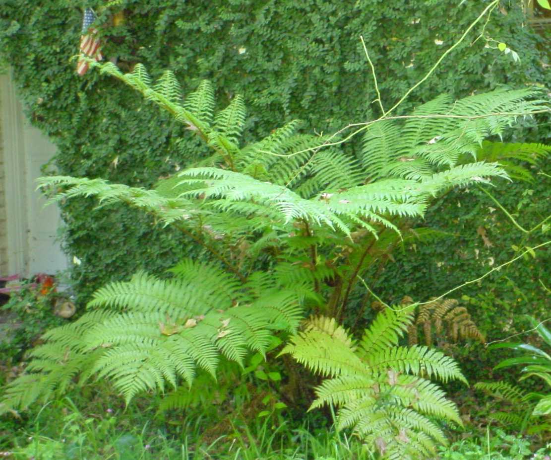 austrail Tree Fern