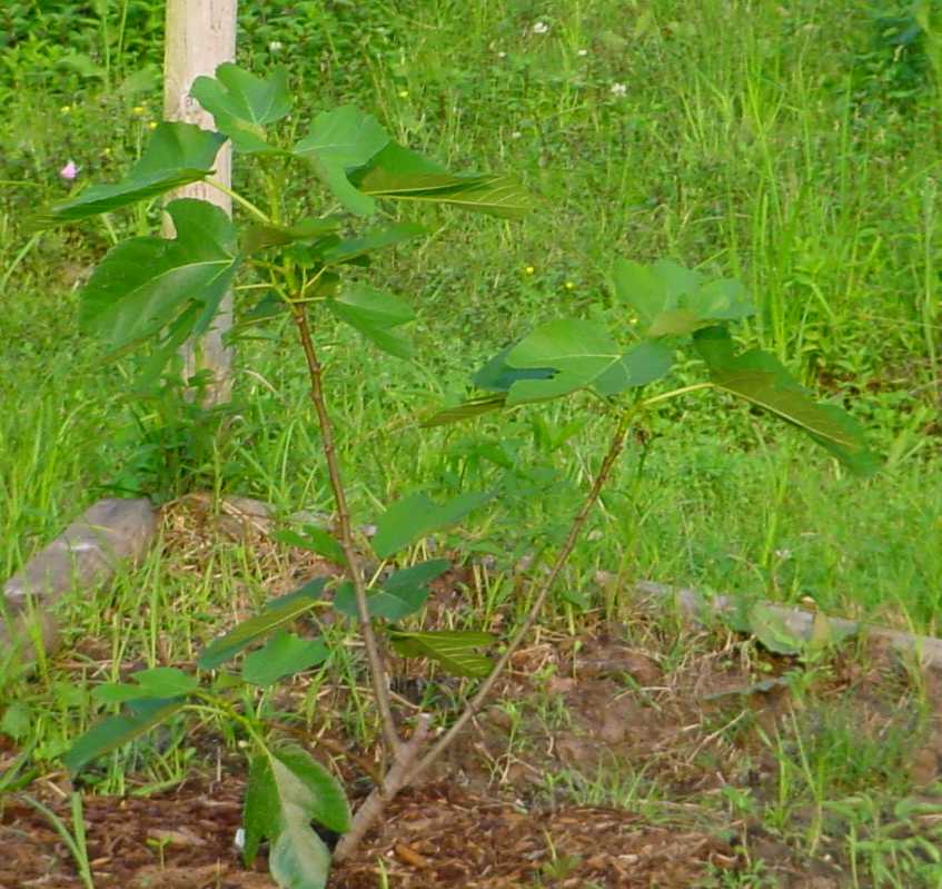 Photo by Starhawk - All Rights Reserved