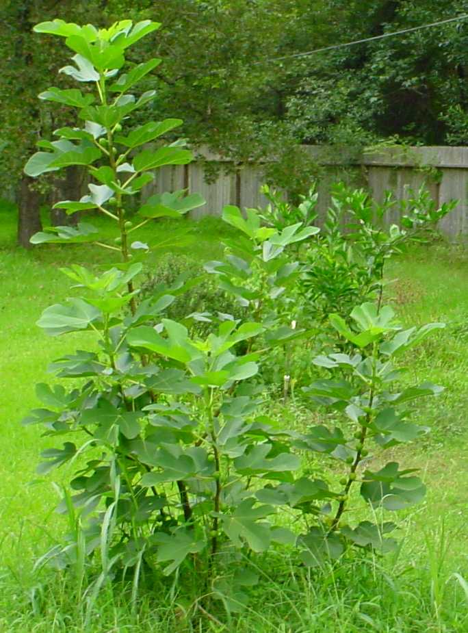 Photo by Starhawk - All Rights Reserved