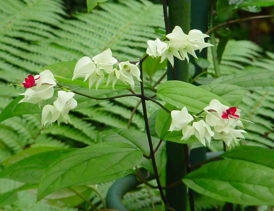 Photo by Starhawk - All Rights Reserved