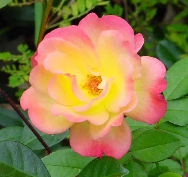 Photo by Starhawk - All Rights Reserved