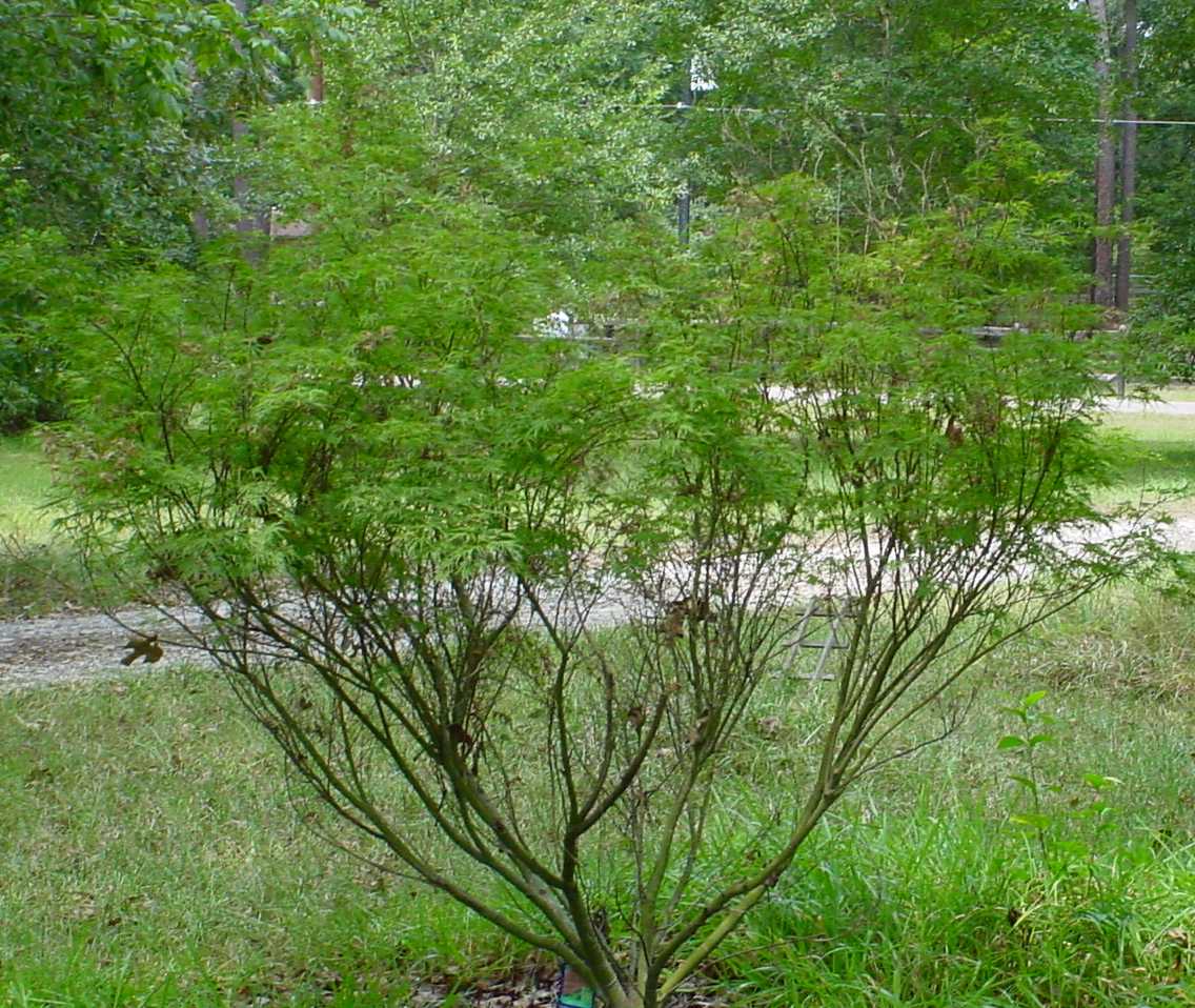 Photo by Starhawk - All Rights Reserved