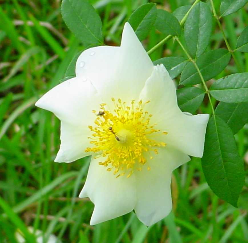 Photo by Starhawk - All Rights Reserved