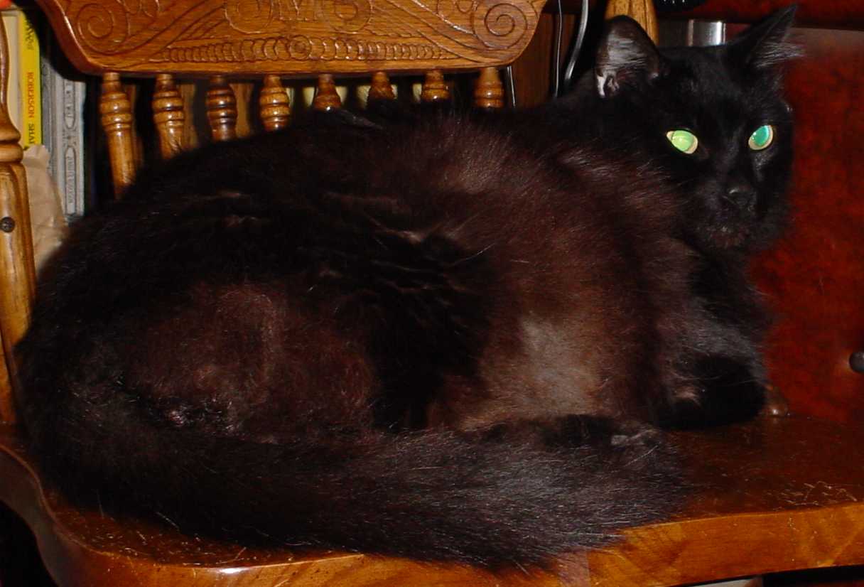 mystie2.JPG