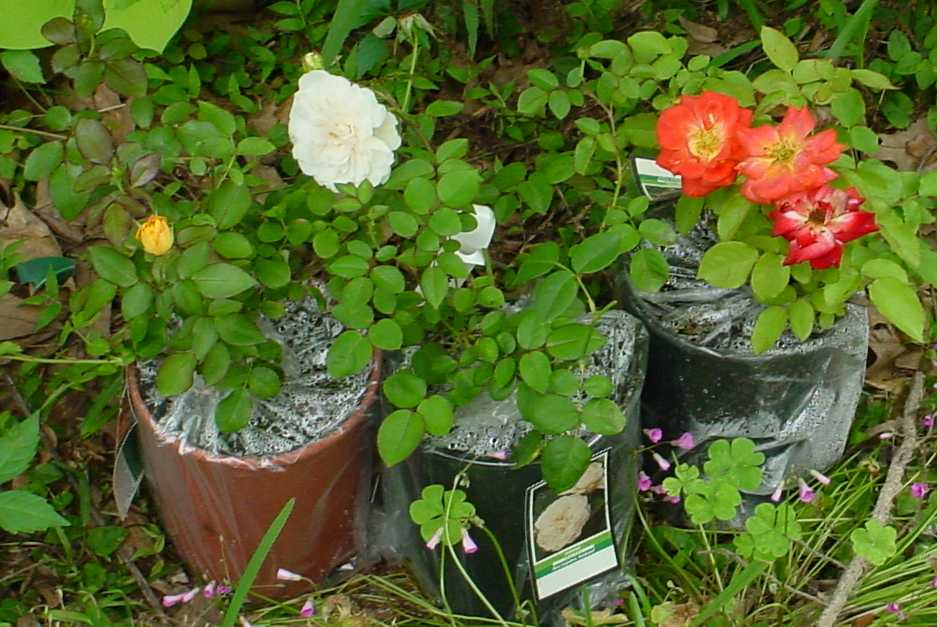 Photo by Starhawk - All Rights Reserved